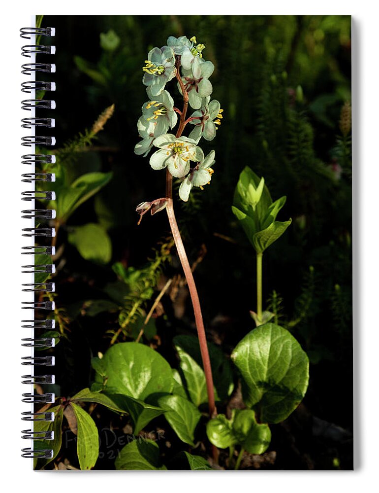 Alaska Spiral Notebook featuring the photograph Wintergreen by Fred Denner
