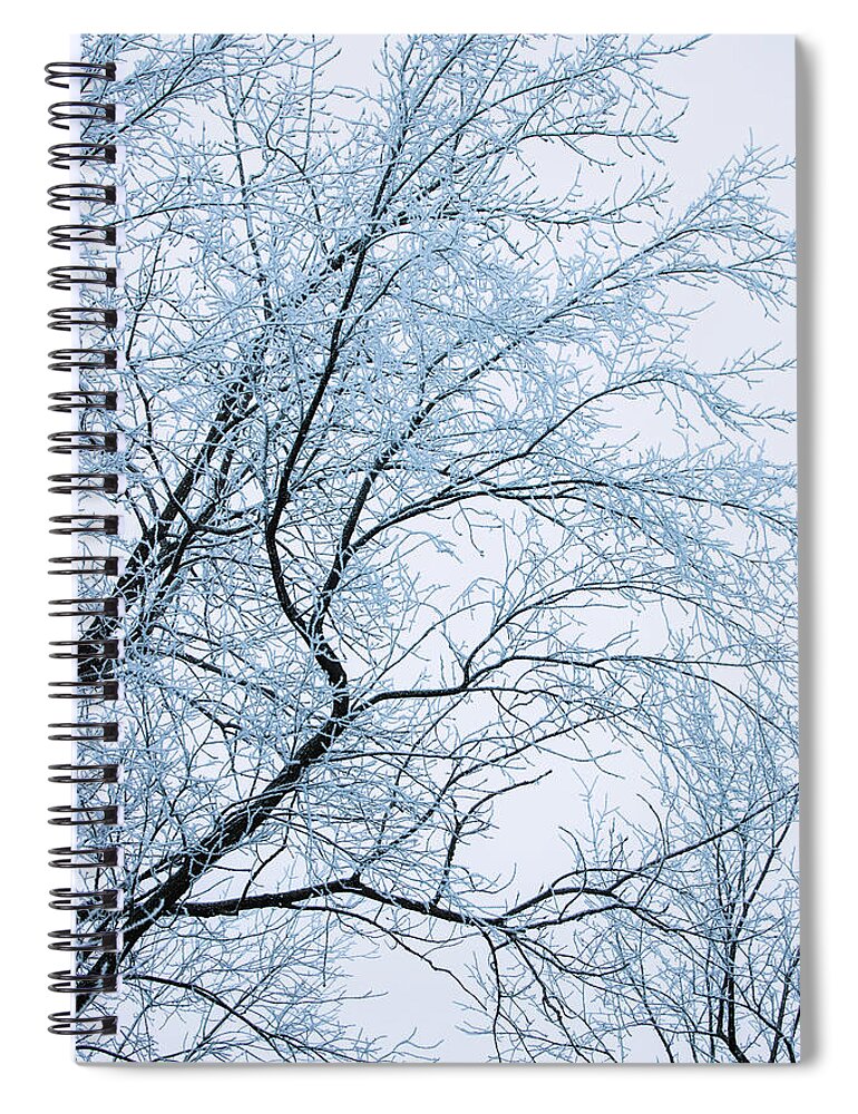 Tree Spiral Notebook featuring the photograph Infinite Healing by Kim Sowa