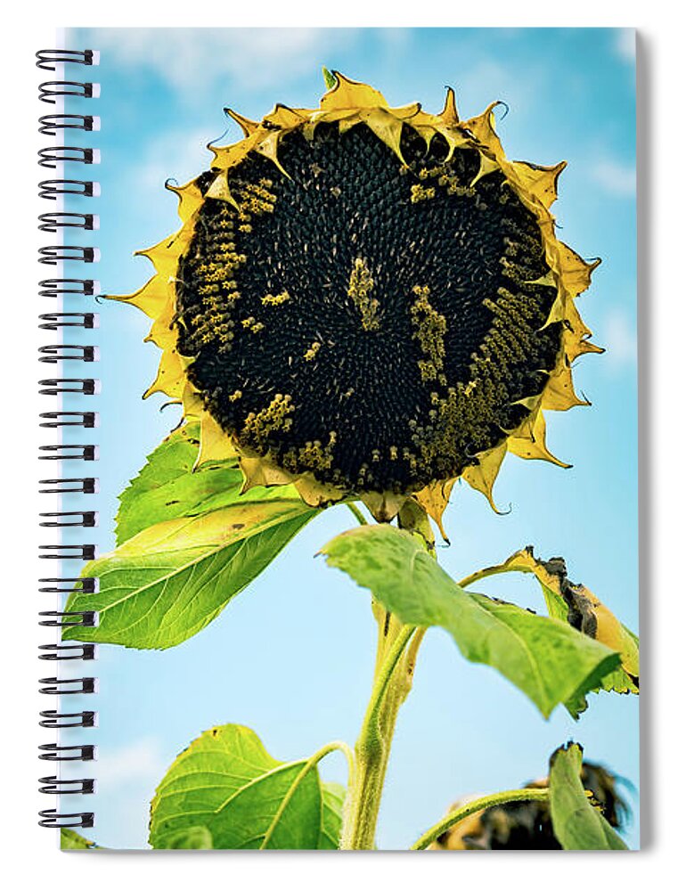 Sunflower Spiral Notebook featuring the photograph Wisdom of Sunflowers by Ada Weyland