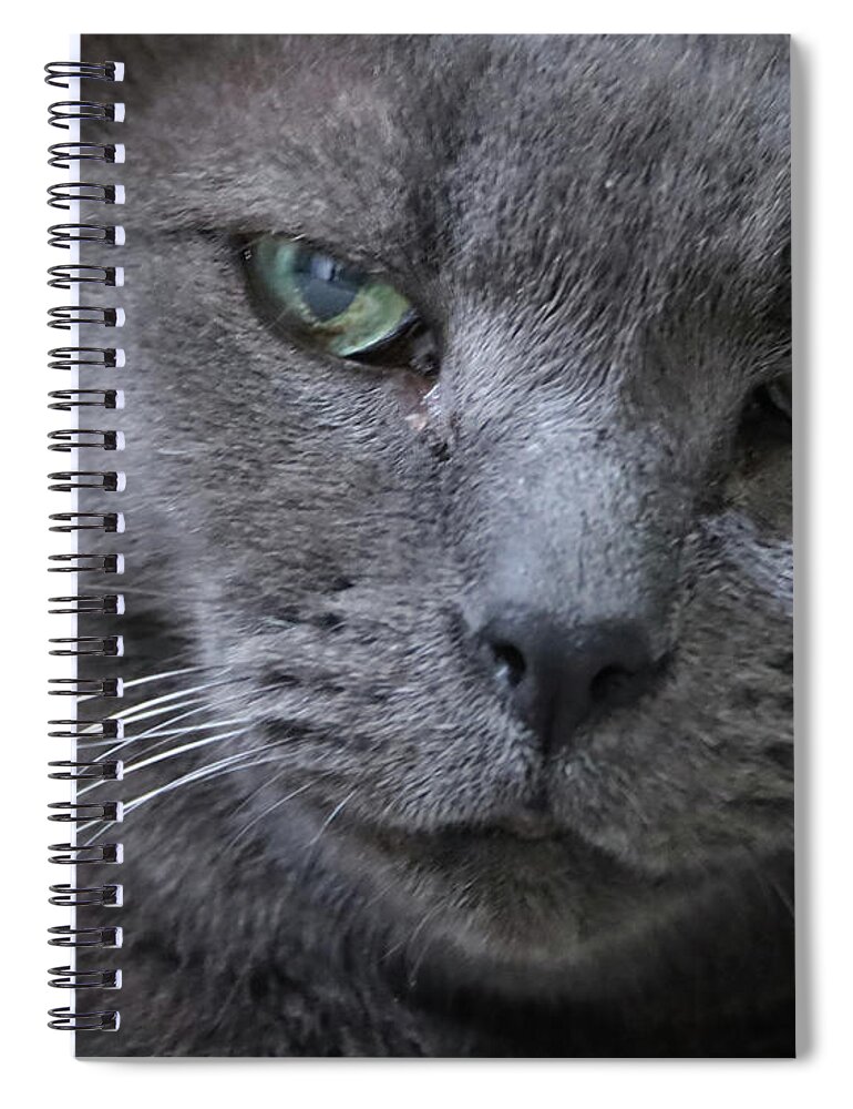 Cat Spiral Notebook featuring the photograph Wise Old Cat by M Kathleen Warren