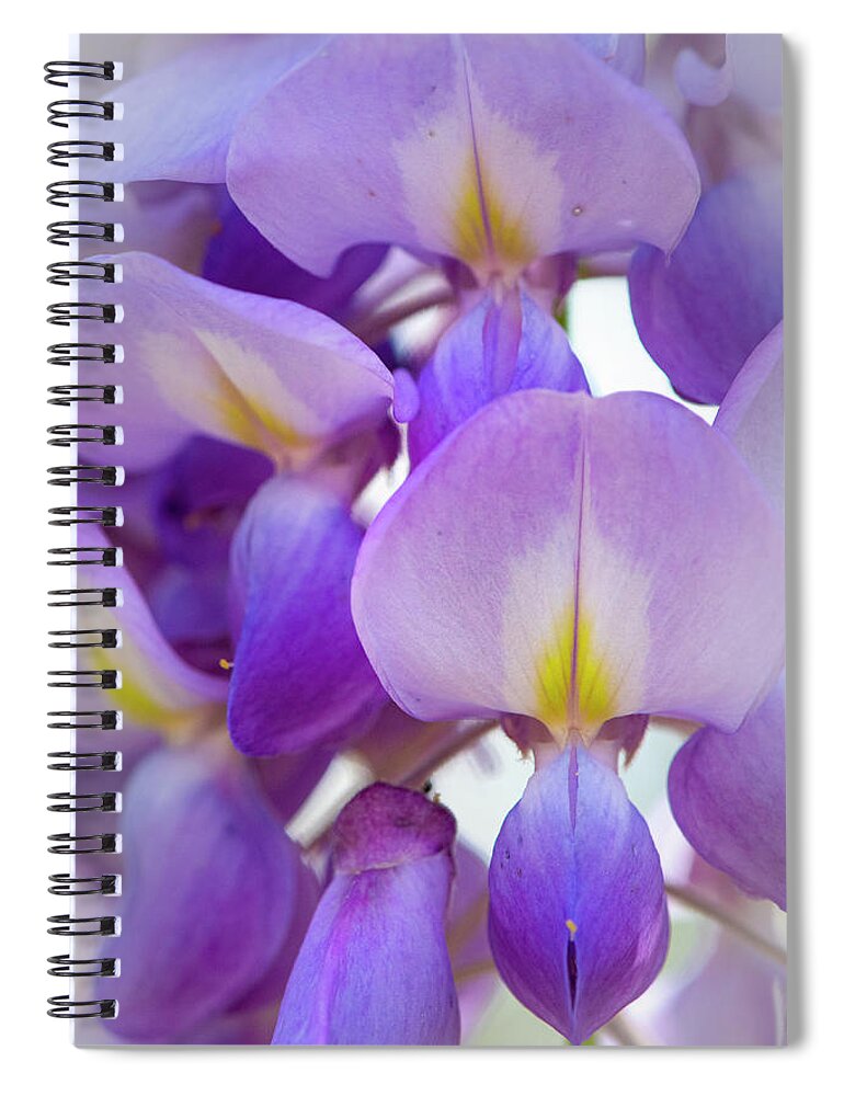 Wisteria Spiral Notebook featuring the photograph Wisteria Close Up by Karen Rispin