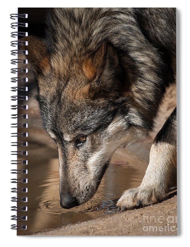 Endangered Mexican Grey Wolf Spiral Notebook featuring the photograph Wolf at Watering Hole by Lisa Manifold