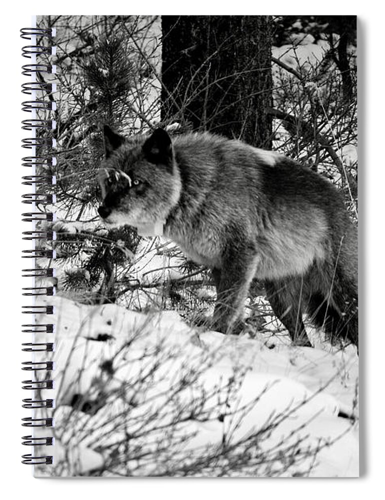 Banff Spiral Notebook featuring the photograph Wolf in the snow by Wilko van de Kamp Fine Photo Art