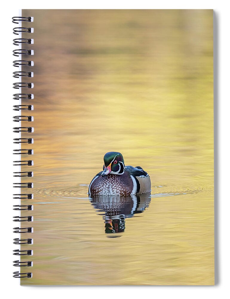 Wood Duck Spiral Notebook featuring the photograph Wood Duck 2 by Stephen Holst