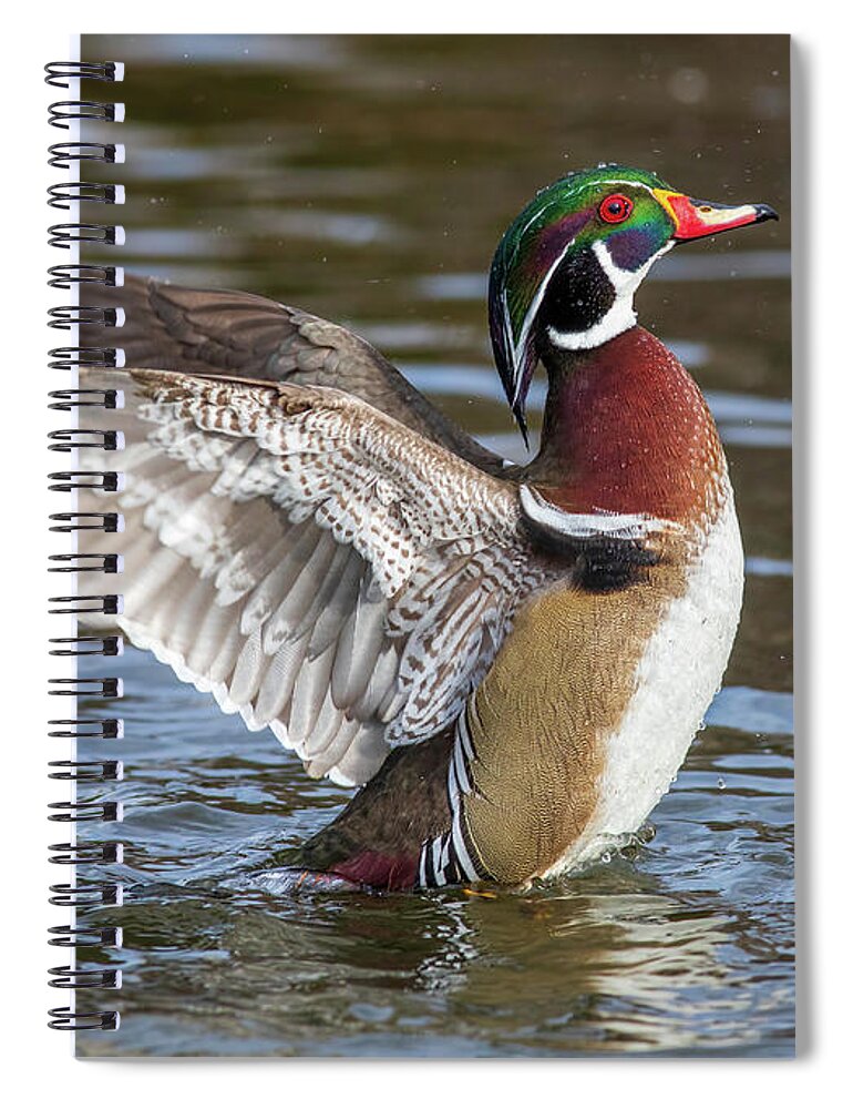 Wood Duck Action Spiral Notebook featuring the photograph Wood duck action by Lynn Hopwood