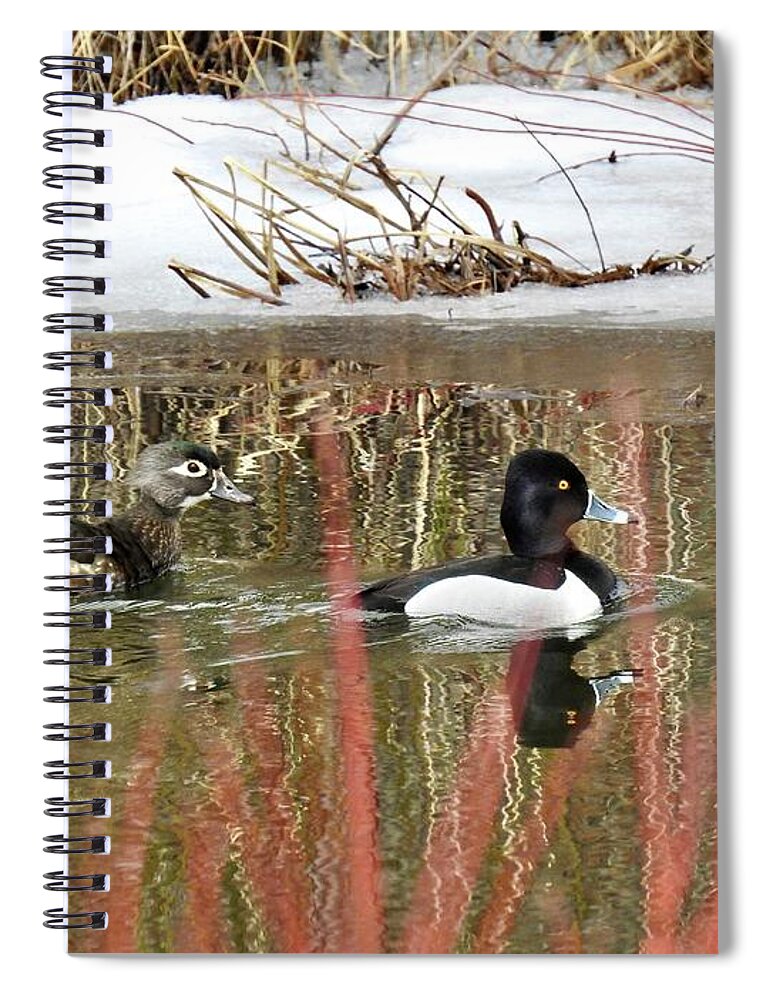 Ring Neck Duck Spiral Notebook featuring the photograph Wood Duck and Ring Neck by Nicola Finch