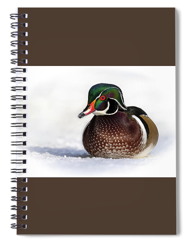 Duck Spiral Notebook featuring the photograph Wood Duck in Snow by Bill Cubitt