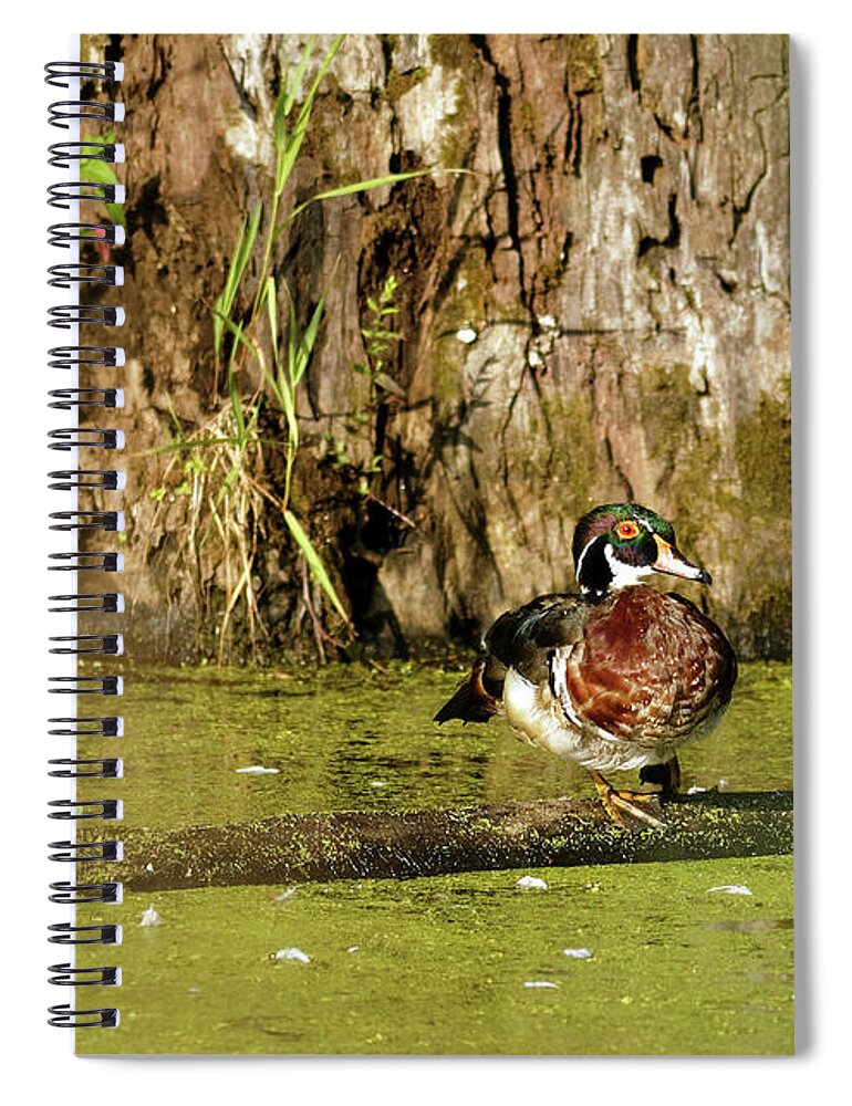 Wood Duck Spiral Notebook featuring the photograph Wood Duck in the Duck Weed by Natural Focal Point Photography