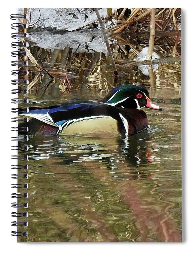 Wood Duck Spiral Notebook featuring the photograph Wood Duck by Nicola Finch