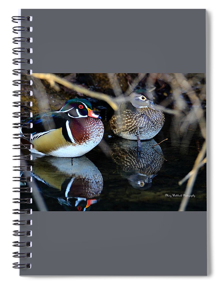 Wood Duck Spiral Notebook featuring the photograph Wood Duck Pair by Mary Walchuck