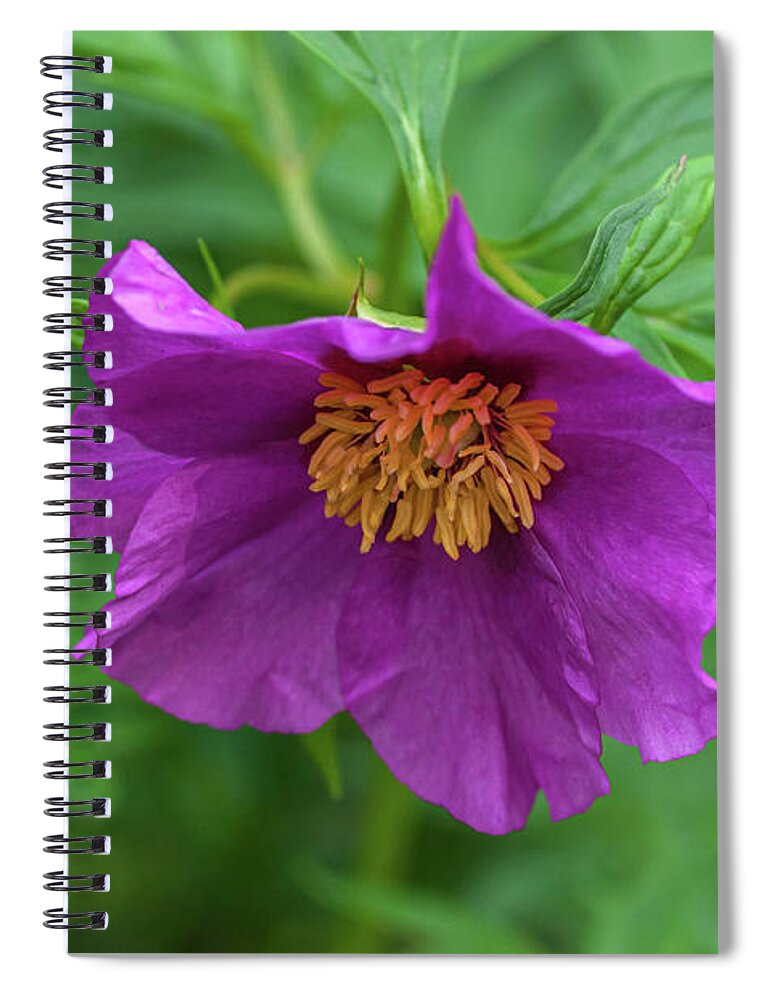  Spiral Notebook featuring the photograph Woodland Peony by Jenny Rainbow