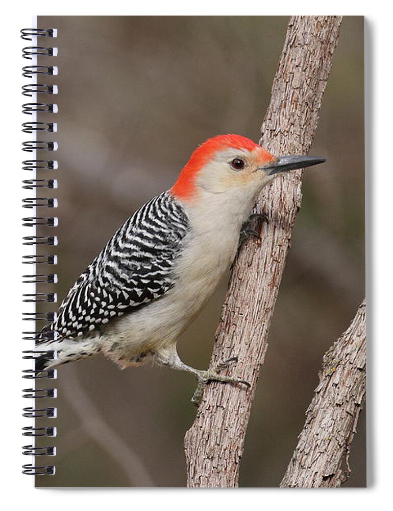 Red-bellied Woodpecker Spiral Notebook featuring the photograph Woodpecker 2208 by John Moyer