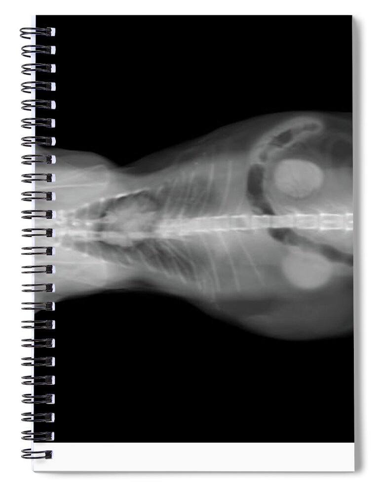 Ct Scan Spiral Notebook featuring the photograph x ray CT scan of a cat hip bone by Benny Marty