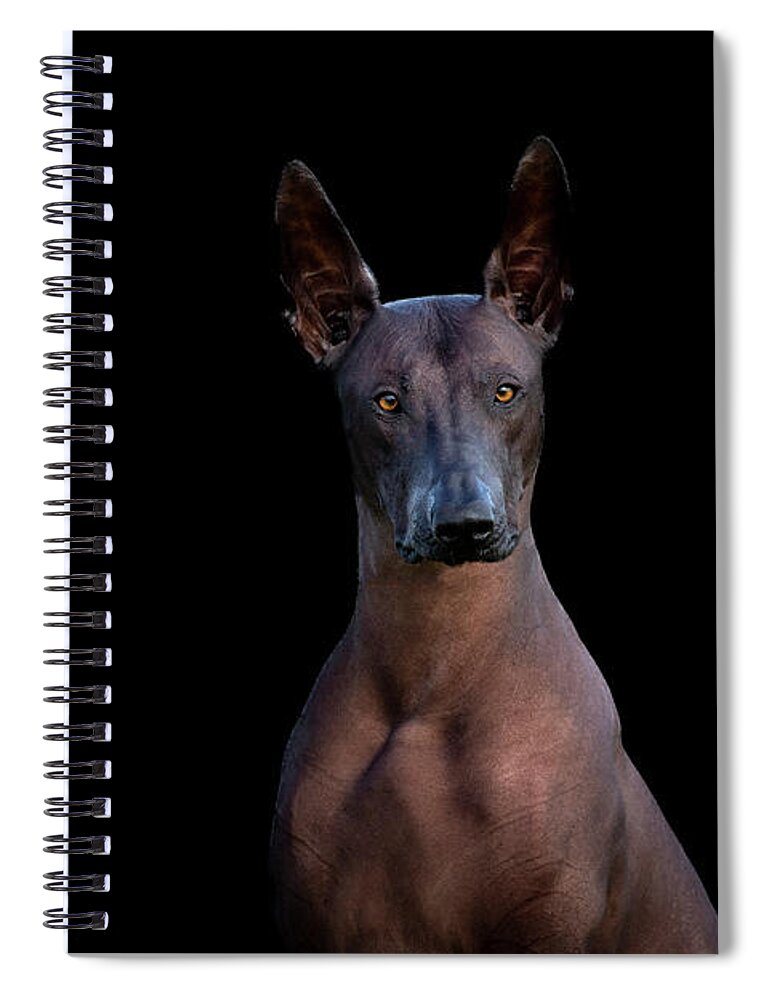Xoloitzcuintli Spiral Notebook featuring the photograph Xoloitzcuintli Head Study by Diana Andersen