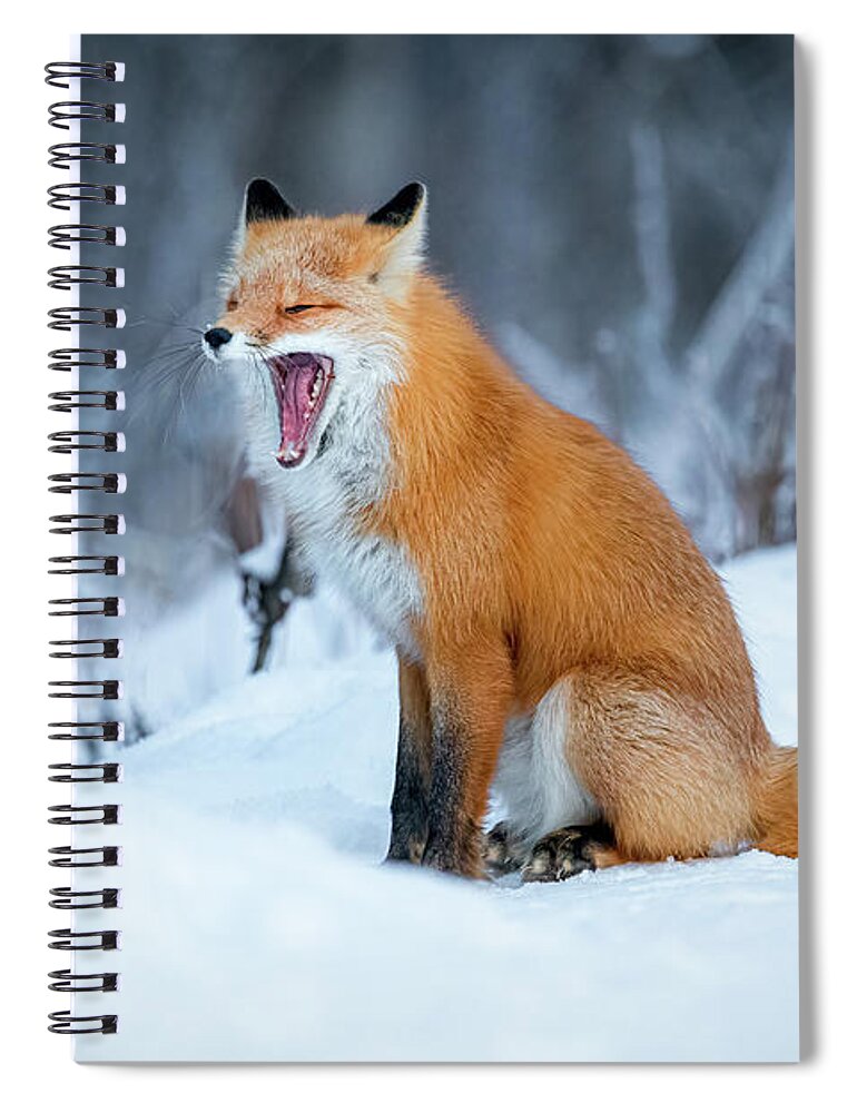 (vulpes Vulpes) Spiral Notebook featuring the photograph Yawning Red Fox Sitting in Snow by James Capo