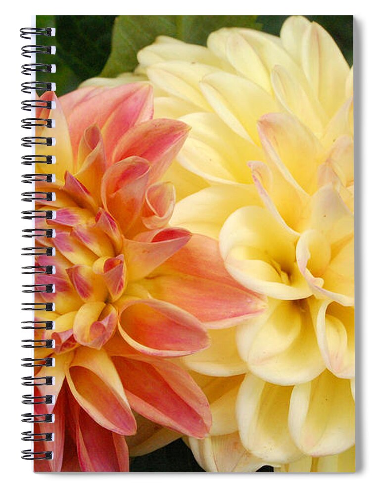 Dahlia Spiral Notebook featuring the photograph Yellow and Orange Dahlias 1 by Amy Fose