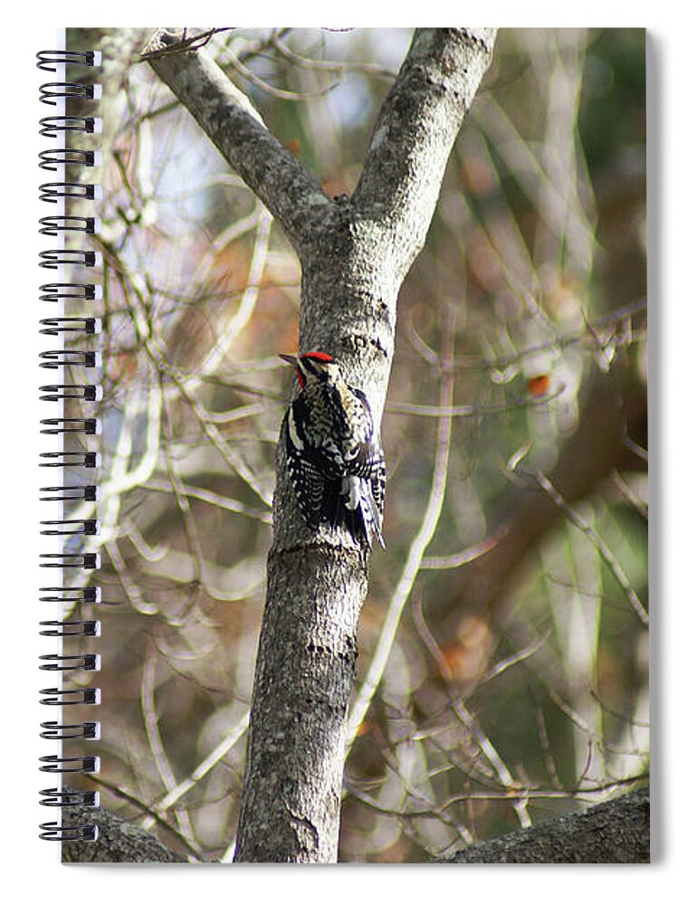  Spiral Notebook featuring the photograph Yellow-bellied Sapsucker by Heather E Harman