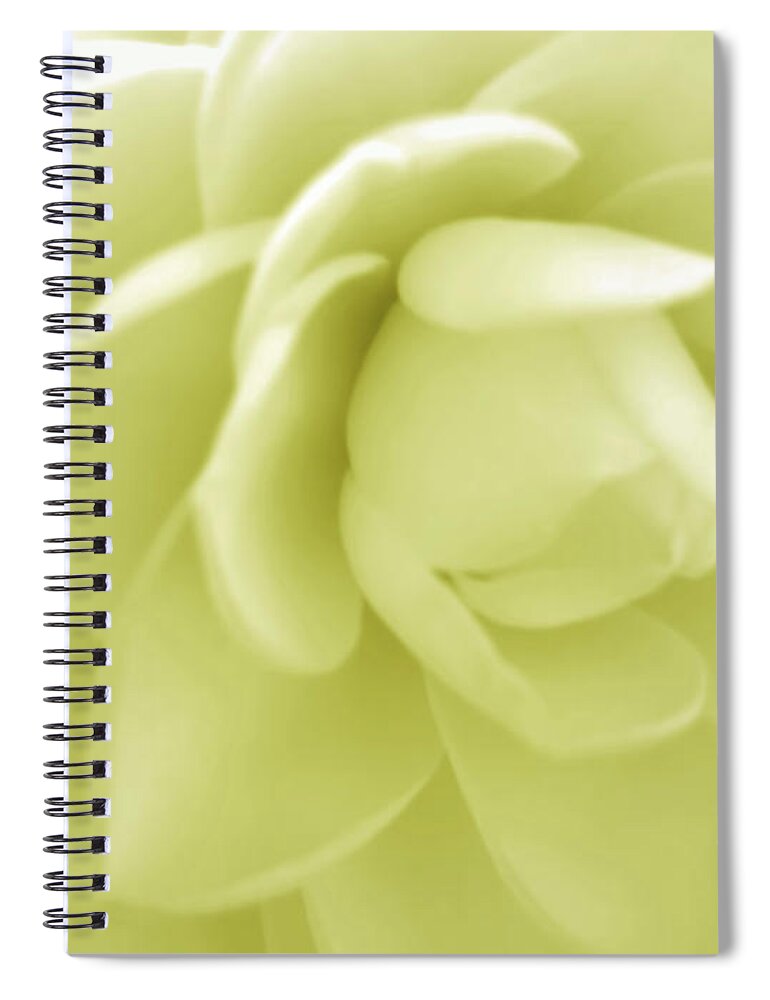 Camellia Spiral Notebook featuring the photograph Yellow Camellia by D Hackett