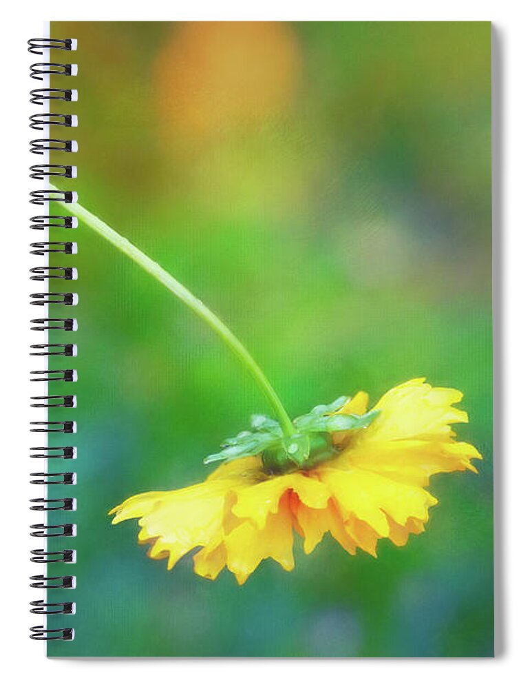 Corepsis Spiral Notebook featuring the photograph Yellow Coreopsis Curling Down After the Rain by Anita Pollak