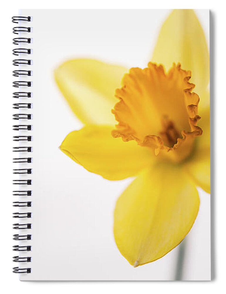 Daffodil Spiral Notebook featuring the photograph Yellow Daffodil by Ada Weyland