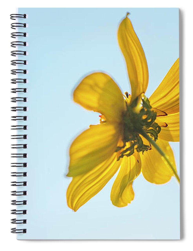 Daisy Spiral Notebook featuring the photograph Yellow Daisy And Sky by Karen Rispin