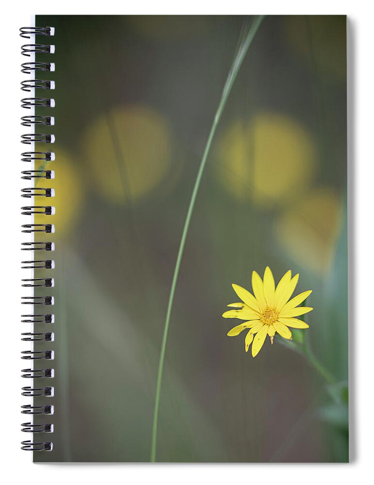 Daisy Spiral Notebook featuring the photograph Yellow Daisy Close-up by Karen Rispin
