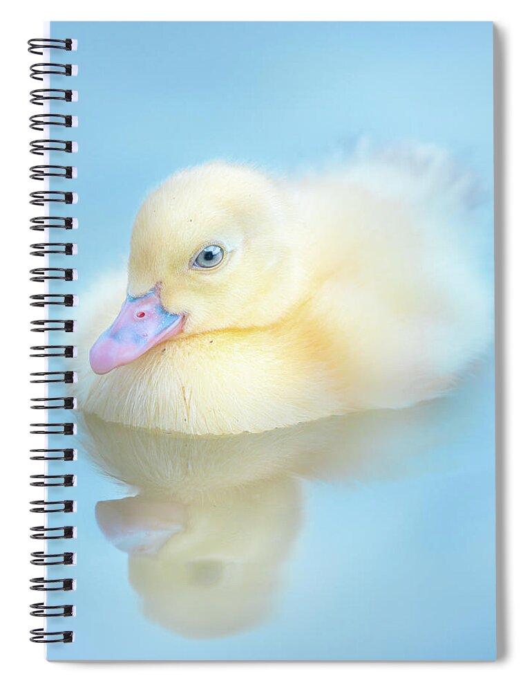 Yellow Duckling Spiral Notebook featuring the photograph Yellow Duckling Reflections by Jordan Hill
