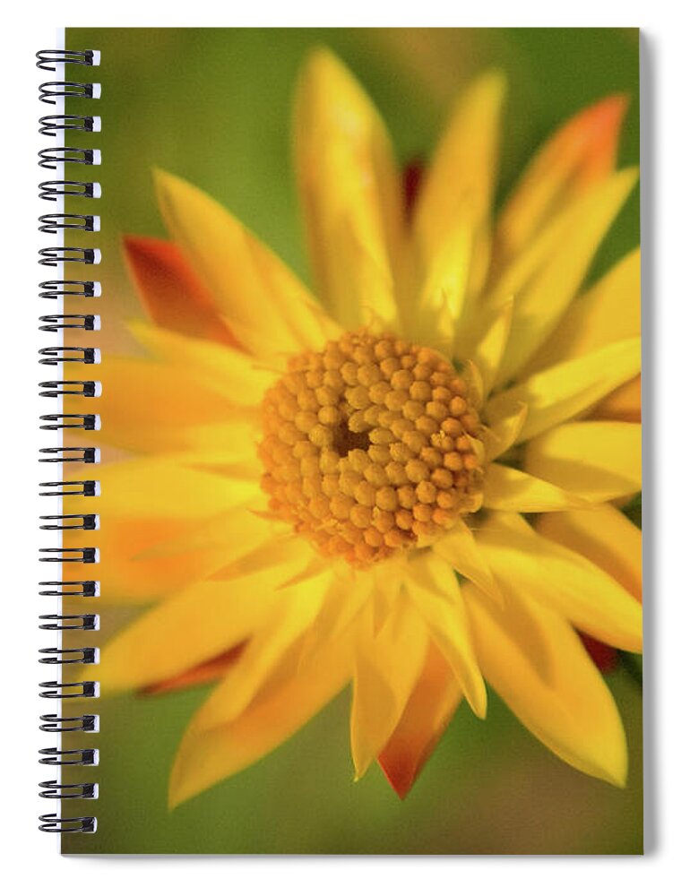 Color Spiral Notebook featuring the photograph Yellow Flower 2 by Dorothy Lee