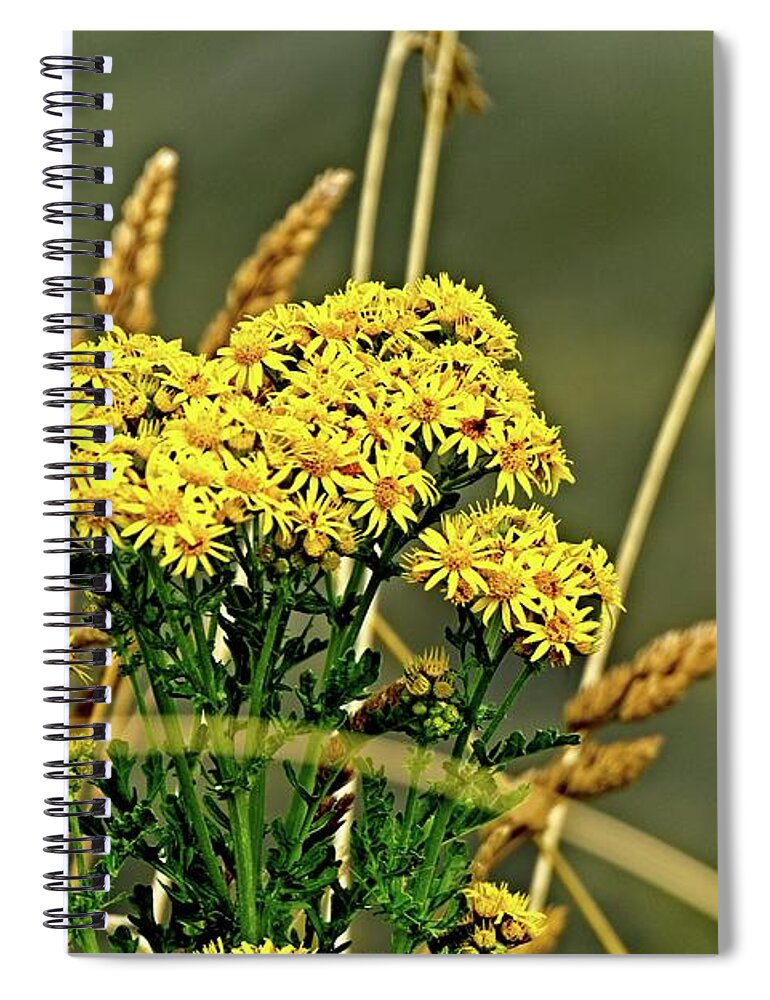 America Spiral Notebook featuring the photograph Yellow Flowers, Brown Stalks by David Desautel