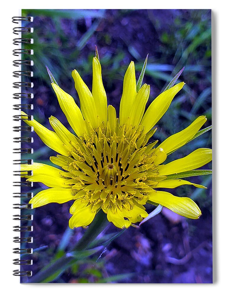 Yellow Goat's Beard Spiral Notebook featuring the photograph Yellow Goat's Beard 2 by Jean Evans