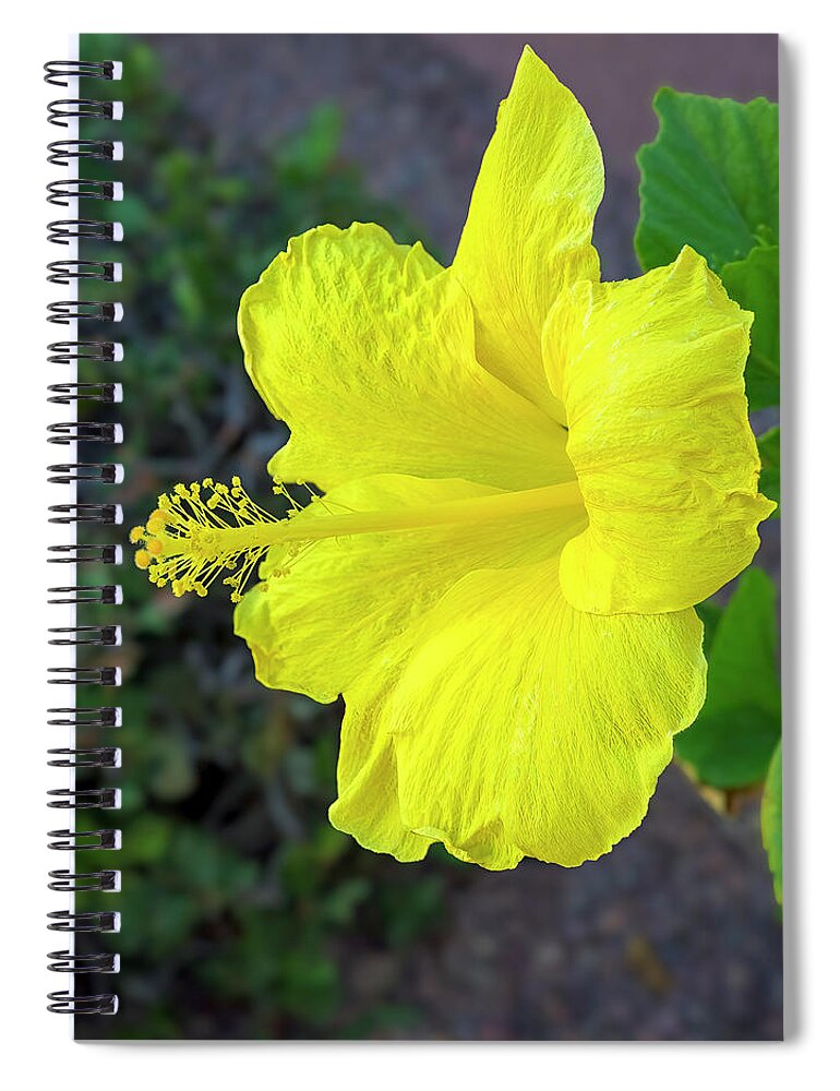 Annual Plant Spiral Notebook featuring the photograph Yellow Hibiscus 24741 by Mark Myhaver