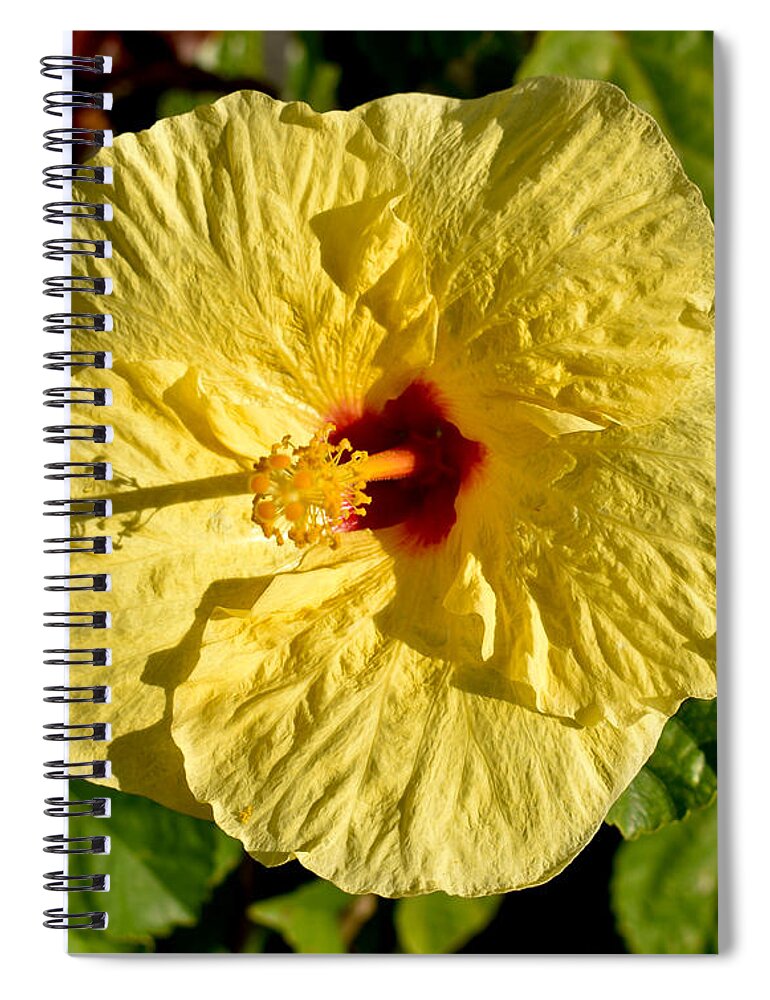 Hawaii Spiral Notebook featuring the photograph Yellow Hibiscus Perfection Hawaii by Gary F Richards