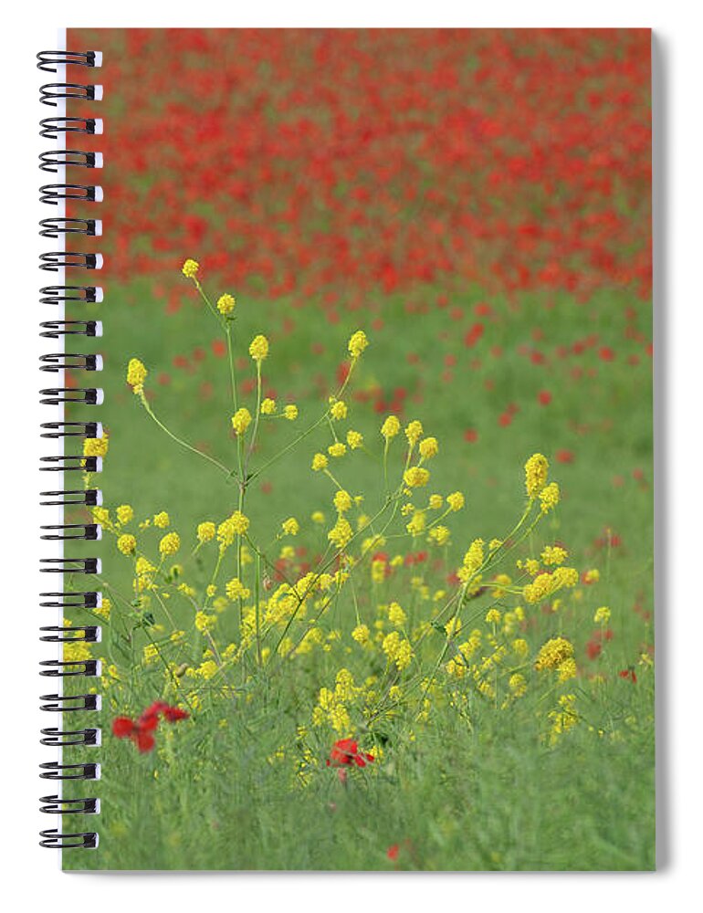 Field Spiral Notebook featuring the photograph Yellow in a field of red by Average Images