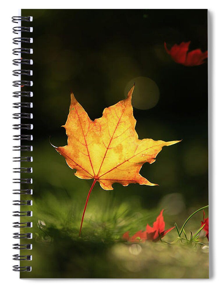 Fall Leaves Spiral Notebook featuring the photograph Yellow Maple Leaf by Naomi Maya