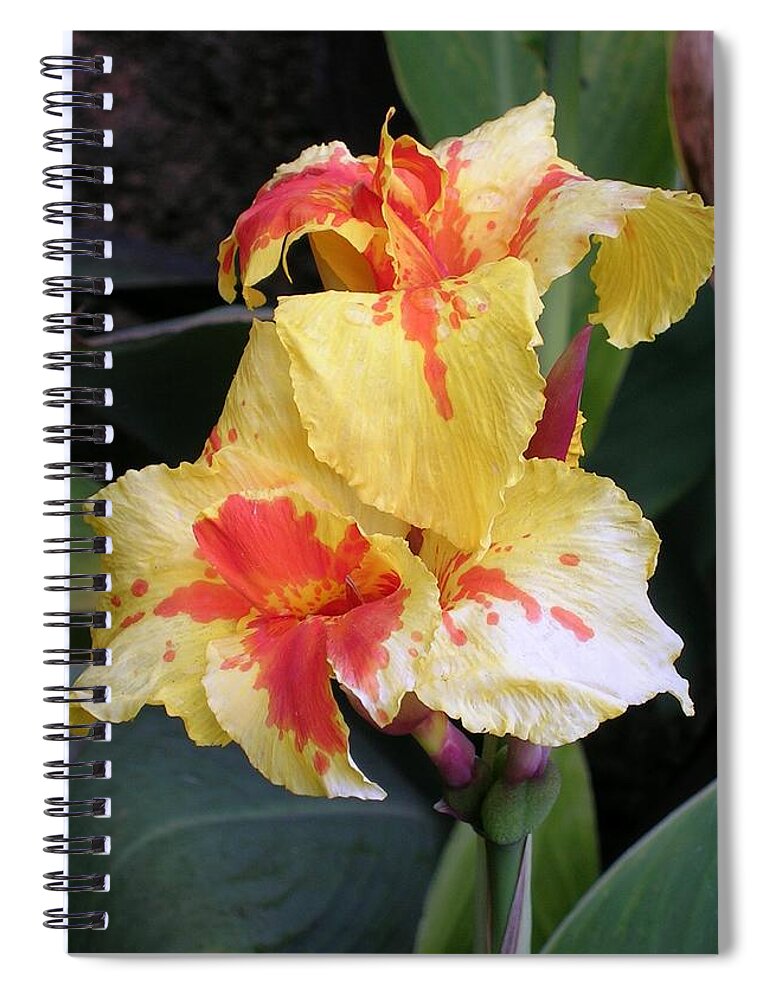 Flower Spiral Notebook featuring the photograph Yellow Orange Iris by Valerie Ornstein