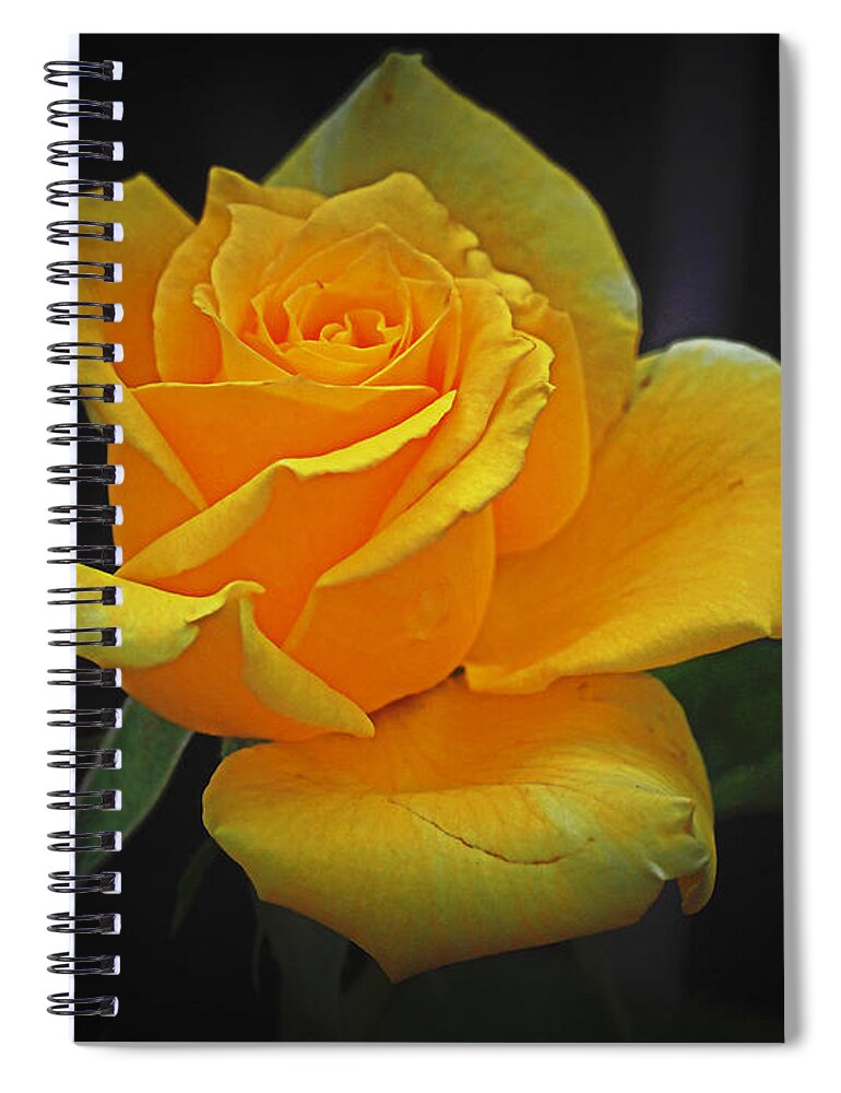 Botanical Spiral Notebook featuring the photograph Yellow Rose August by Richard Thomas
