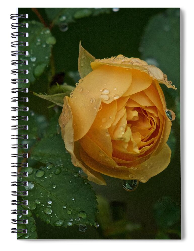 Rose Spiral Notebook featuring the photograph Yellow Rose in the Rain by Richard Cummings