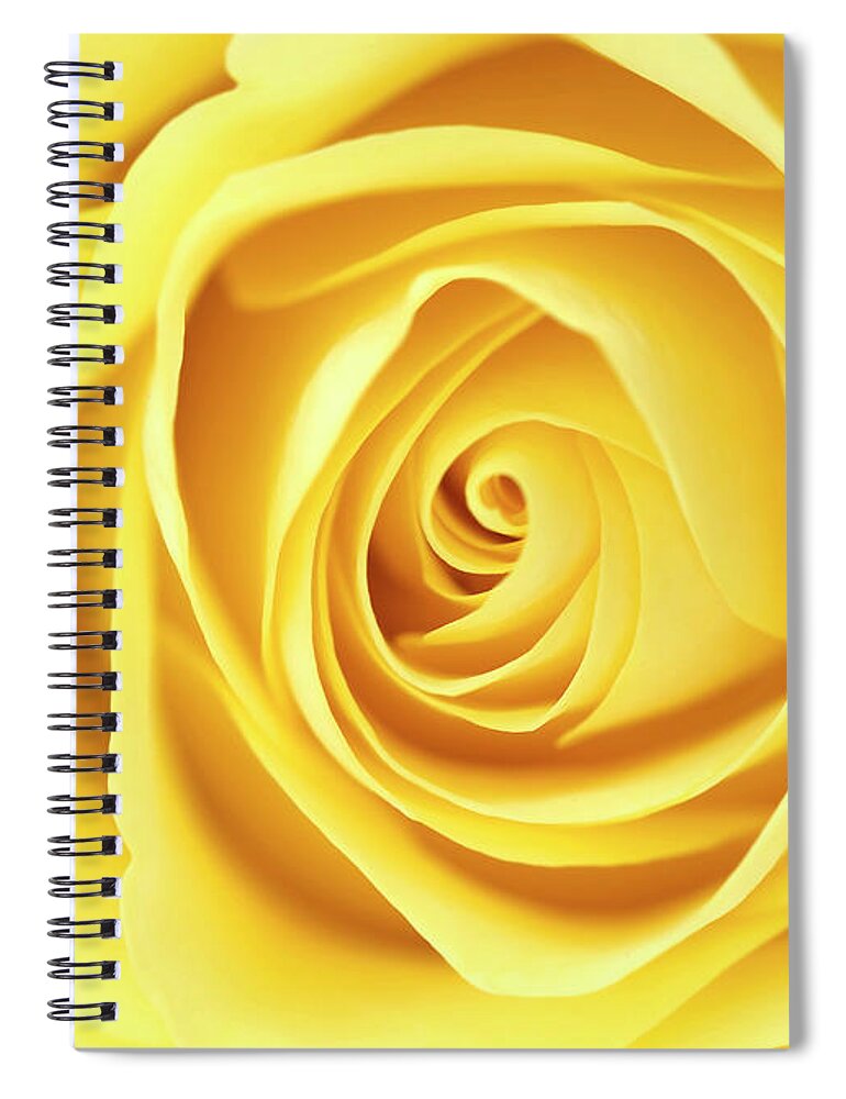 Beauty Spiral Notebook featuring the photograph Yellow rose by Jane Rix