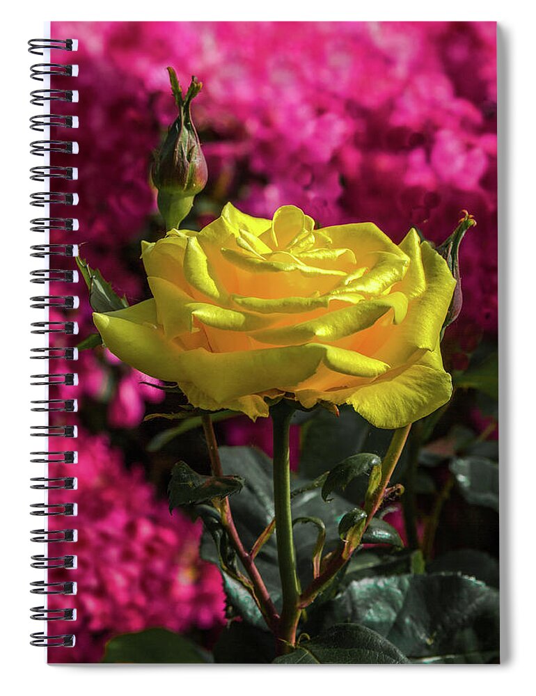 Alex Lyubar Spiral Notebook featuring the photograph Yellow rose on a pink background by Alex Lyubar