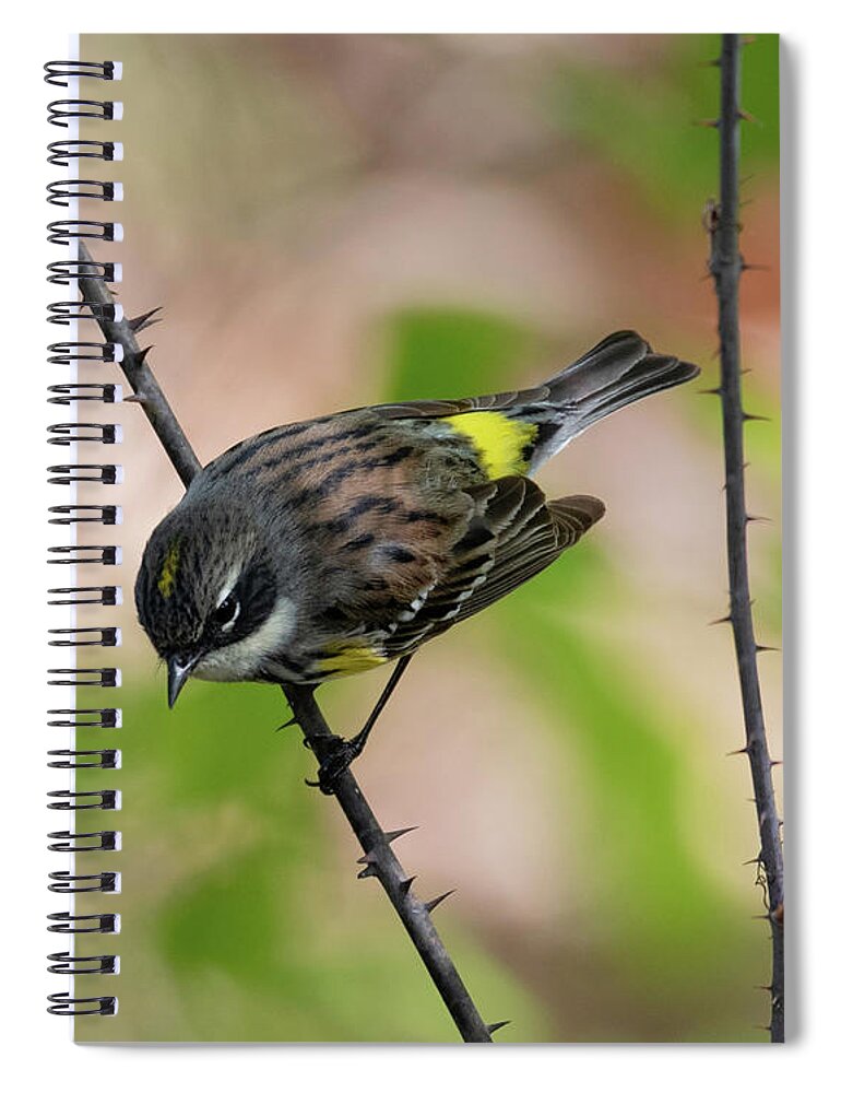 Yellow Rumped Warbler Spiral Notebook featuring the photograph Yellow Rumped Warbler 2020 1 by Lara Ellis