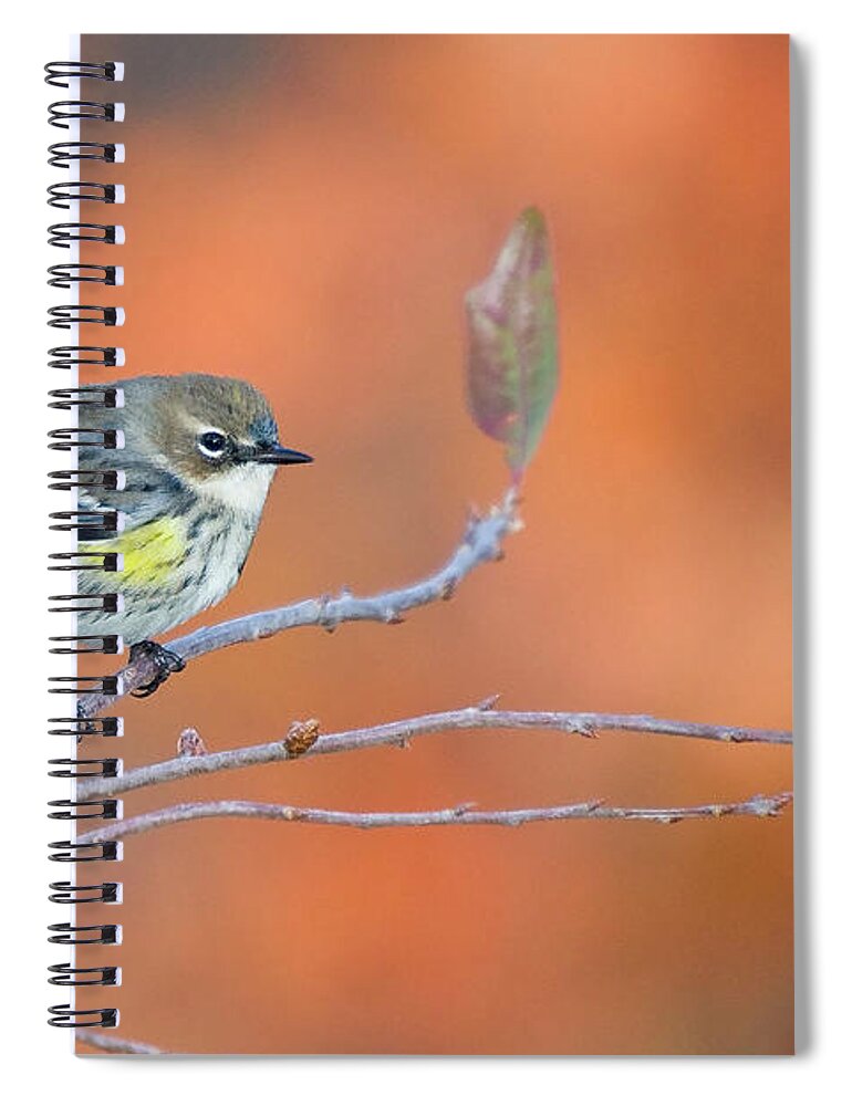 Yellow Rumped Warbler Spiral Notebook featuring the photograph Yellow Rumped Warbler at Patsy Pond by Bob Decker
