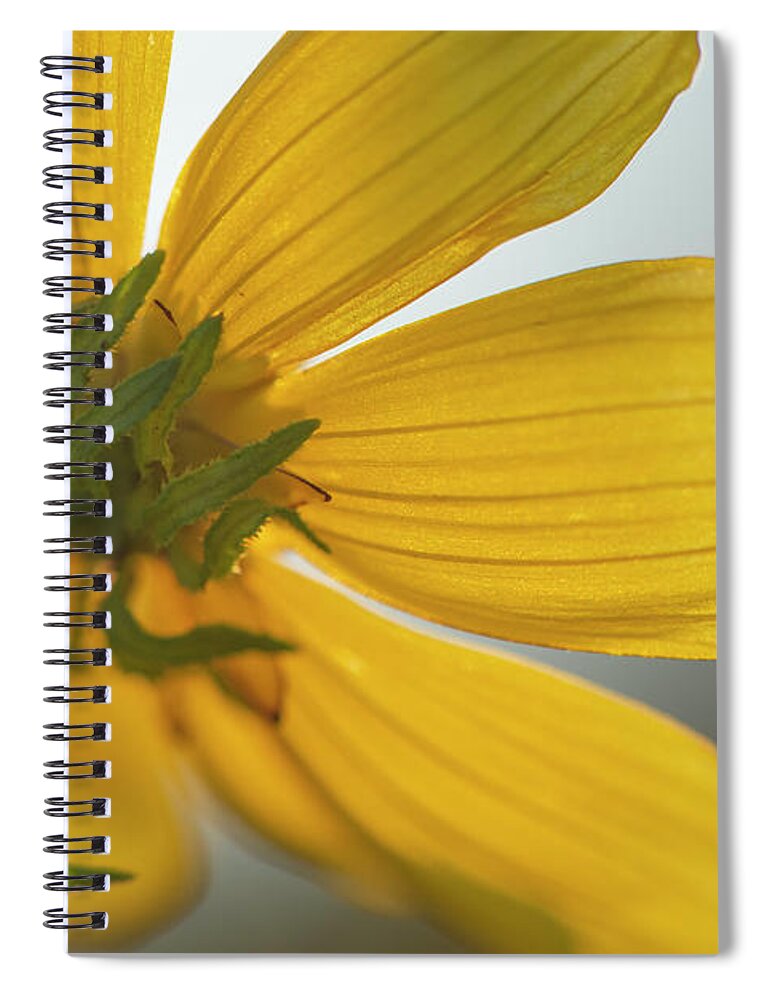 Daisy Spiral Notebook featuring the photograph Yellow Summer Daisy Macro by Karen Rispin