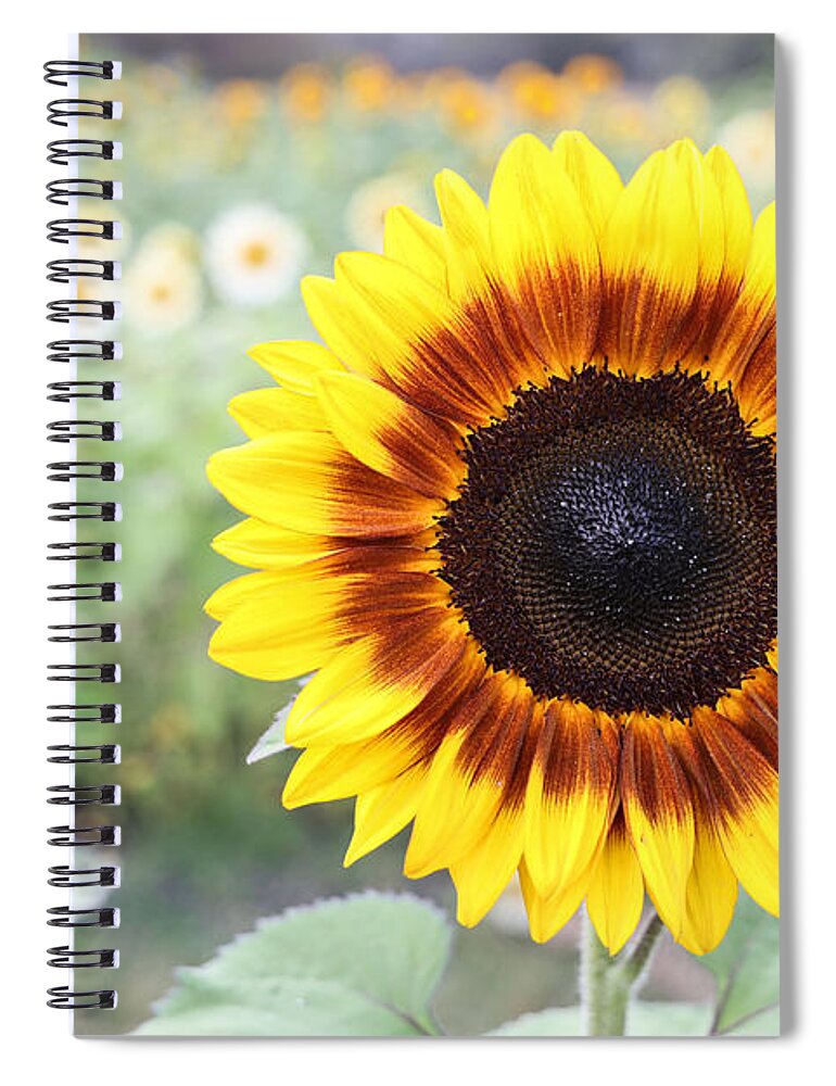 Sunflower Spiral Notebook featuring the photograph Yellow Sunflower by Vivian Krug Cotton