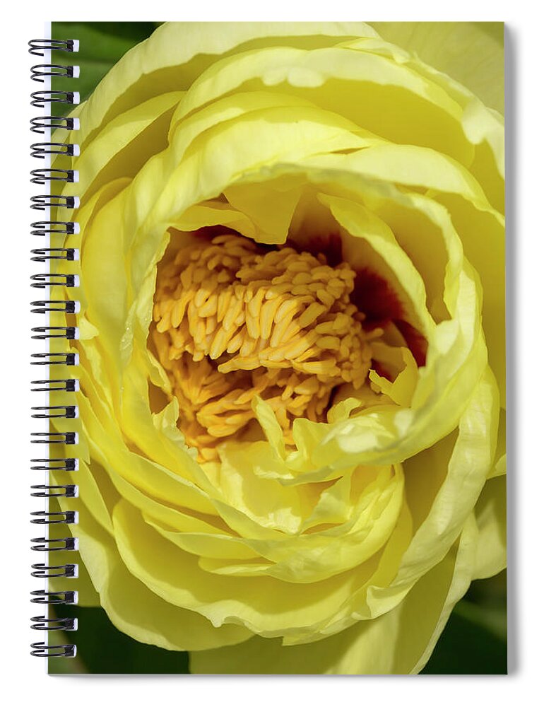 Flower Spiral Notebook featuring the photograph Yellow Tree Peony by Dawn Cavalieri