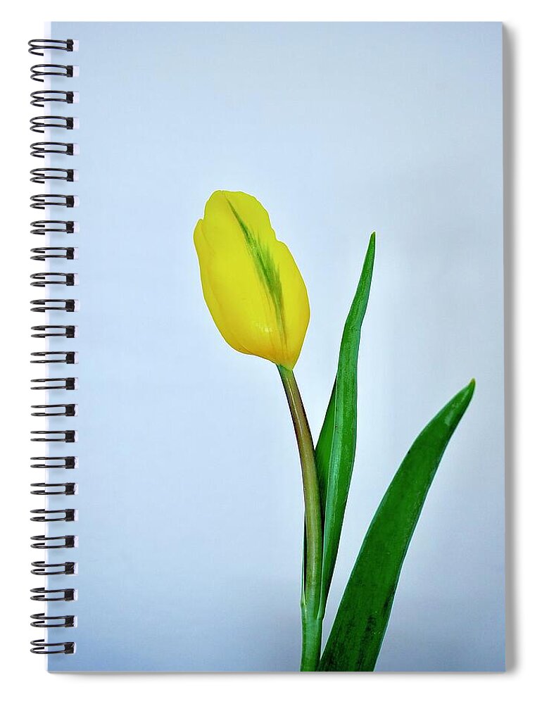 Tulip Spiral Notebook featuring the photograph Yellow Tulip Bud by Alida M Haslett