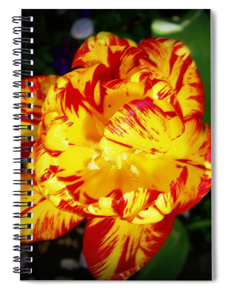 Yellow Tulip Spiral Notebook featuring the photograph Yellow Tulip by Nadia Birru