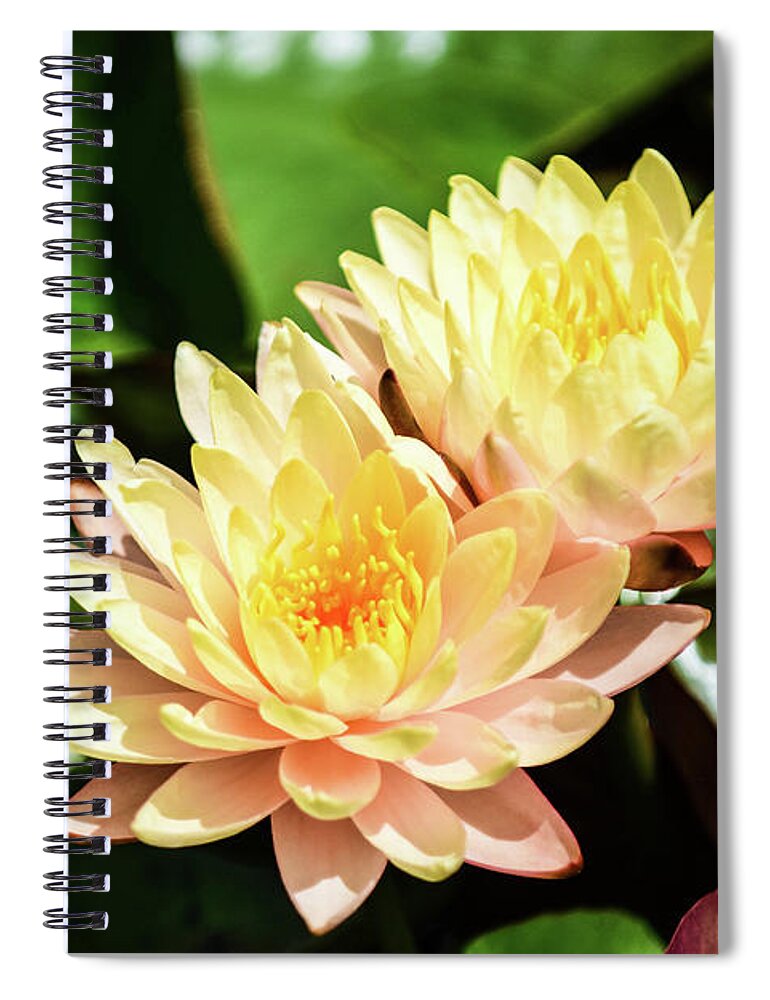 Yellow Water Lilies Sprout From The Pond And Green Vegetation Around Them Plants Water Flowers Pedals Sun Sunshine Light Spiral Notebook featuring the photograph Yellow Water Lilies by Ed Stokes