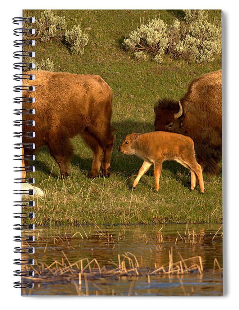 Yellowstone Spiral Notebook featuring the photograph Yellowstone Bison Red Dog Season by Adam Jewell