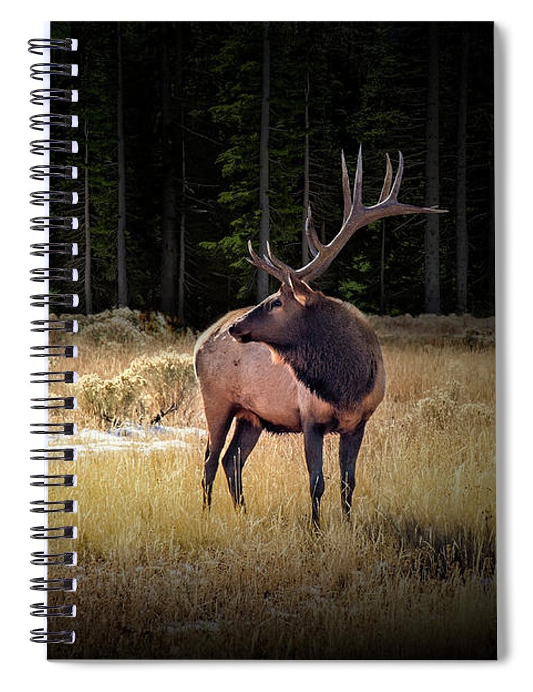 Elk Spiral Notebook featuring the photograph Yellowstone National Park Elk Wapiti by Randall Nyhof