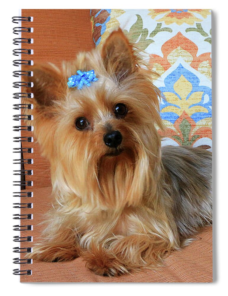 Arizona Spiral Notebook featuring the photograph Yorkie on orange chaise by Dawn Richards